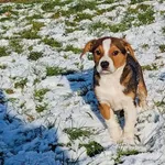 Pies do adopcji, Racławice, 31 grudnia 2024