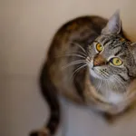 Kot do adopcji, Częstochowa, 19 lipca 2024