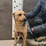 Przyjęty: 2025-01-01 Gmina: Andrychów Płeć: Pies Opis: mieszaniec, biszkoptowe