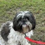 Dnia 1.01.2025 roku przybłąkała się na teren prywatnej posesji w Kalonce (gmina Nowosolna) sunia.  Nie posiada czipa. Nie miała obroży ani szelek.