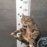 Przyjęty: 2025-01-03 Gmina: Babice Płeć: Kocur Opis: europejska, buro-białe