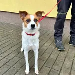 Znaleziono suczkę- Puławy