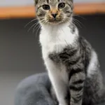 Kot do adopcji, Olsztyn, 7 października 2024