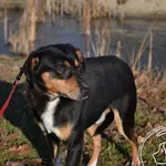 Pies do adopcji, Chełmek, 18 listopada 2024