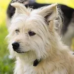 Pies do adopcji, Kraków, 20 grudnia 2024