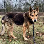 Znaleziono psa- Puławy