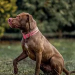 Pies do adopcji, Kraków, 20 grudnia 2024