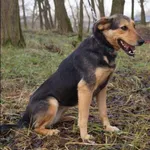 Znaleziono psa, Grudziądz, 13 września 2024