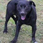 Pies do adopcji, Grudziądz, 20 grudnia 2024