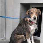 Znaleziono psa, Grudziądz, 15 grudnia 2024