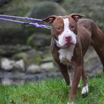 Znaleziono psa, Toruń, 17 listopada 2024