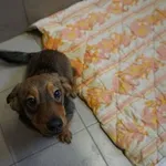 Pies do adopcji, Kraków, 22 grudnia 2024