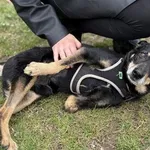 Pies do adopcji, Kraków, 21 grudnia 2024