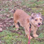 Pies do adopcji, Włocławek, 5 stycznia 2025