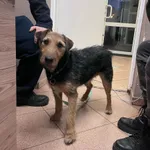 13040/6/25 Fox  - data przyjęcia - 04.01.2025