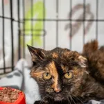 Znaleziono kota, Sosnowiec, 8 grudnia 2024