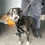 Znaleziono psa, Bydgoszcz, 5 stycznia 2025