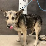 Przyjęty: 2025-01-06 Gmina: Żywiec Płeć: Pies Opis: mieszaniec, wilcze