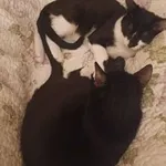 Kot do adopcji, Oborniki, 29 sierpnia 2024