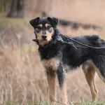 Znaleziono psa, Toruń, 24 września 2023