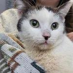 Znaleziono kota, Toruń, 5 stycznia 2025