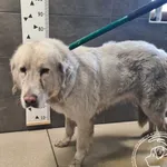 Znaleziono psa, Chełmek, 5 stycznia 2025