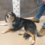 Przyjęty: 2025-01-08 Gmina: Libiąż Płeć: Pies Opis: border collie, tricolor