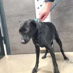 Przyjęty: 2025-01-08 Gmina: Pszczyna Płeć: Pies Opis: mieszaniec, czarne z białą krw.