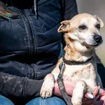 Znaleziono psa, Racławice, 3 stycznia 2025