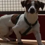 PIES PRZYWIEZIONY Z INTERWENCJI 08.01.2025