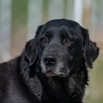 Znaleziono psa, Racławice, 3 stycznia 2025