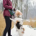 Znaleziono psa, Sosnowiec, 3 stycznia 2025