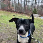 13047/13/25 Klopsik - data przyjęcia - 09.01.2025