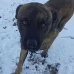 Szuka Właściciela Lub Nowego Domu!!! W miejscowości Dręszew, w okolicy ul. Zakole błąka się bezdomny pies. Pies jest wygłodzony. Na szyi posiada kawałek łańcucha. Nie wykazuje agresji.