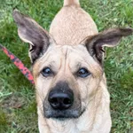 13046/12/25 Pucio - data przyjęcia - 09.01.2025