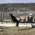 Znaleziono psa, Racławice, 10 stycznia 2025