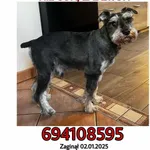 Zaginął pies! Sznaucer Minaturowy 