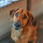 Cezar - młody, przyjazny psiak w typie wyżła!