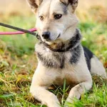 Milka - wesoła, odważna, towarzyska sunia!