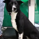 8.01.2025 roku około godz 19 w Paru obok Dworca Północnego, Pan Marek znalazł około 2-3 letnią sunie. Sunia waży 21kg. Nie posiada czipa.  Kontakt bezpośrednio do Pana który znalazł i zabezpieczył psa