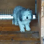 Pies do adopcji, Rytlów, 13 stycznia 2025