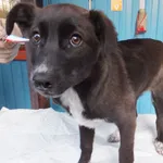 Gramma to suczka, szczenię przywieziona w dniu 19.12.2024r z terenu gm. Sterdyń, kontaktowa