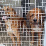 Psy znalezione w Pomarzanowichach, gm. Pobiedziska