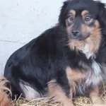 Znaleziono psa, Nowa Krępa, 7 stycznia 2025