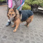 07.01.2025 - Rumiankowa