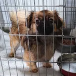 Znaleziono psa, Lublin, 12 stycznia 2025