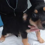 Znaleziono psa, Nowa Krępa, 7 stycznia 2025