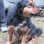 Znaleziono psa, Nowa Krępa, 7 stycznia 2025