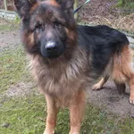 Znaleziono psa, Nowa Krępa, 28 grudnia 2024