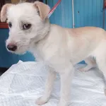 Gromka to suczka, szczenię przywieziona w dniu 19.12.2024r z terenu gm. Sterdyń, szorstkowłosa, kontaktowa